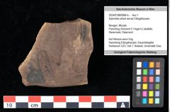 Foto (Objekt + Etikett) von Xylomites arbuti serrae Ettingshausen (NHMW-GEO-2024-0188-0066b)